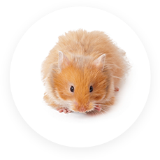 Hamsters