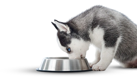 Adorable little siberian husky puppy sitting isolated white eating food from bowl copyspace