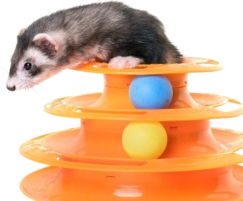 Close up dog white background