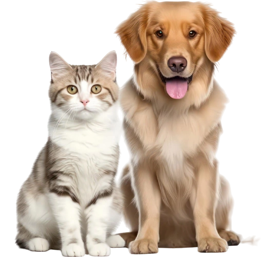 Dog and cat in white background